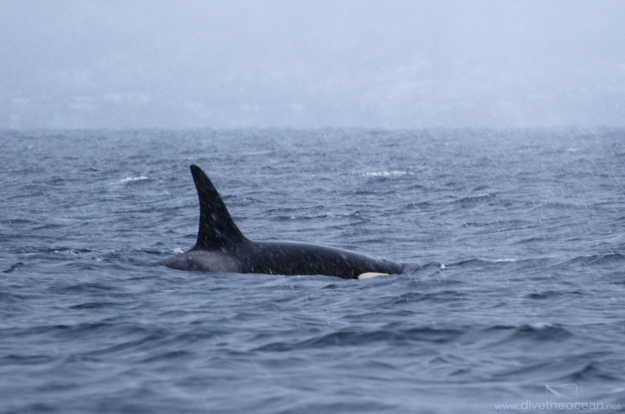Orcas in Vestfjord, Lofoten, Norway
