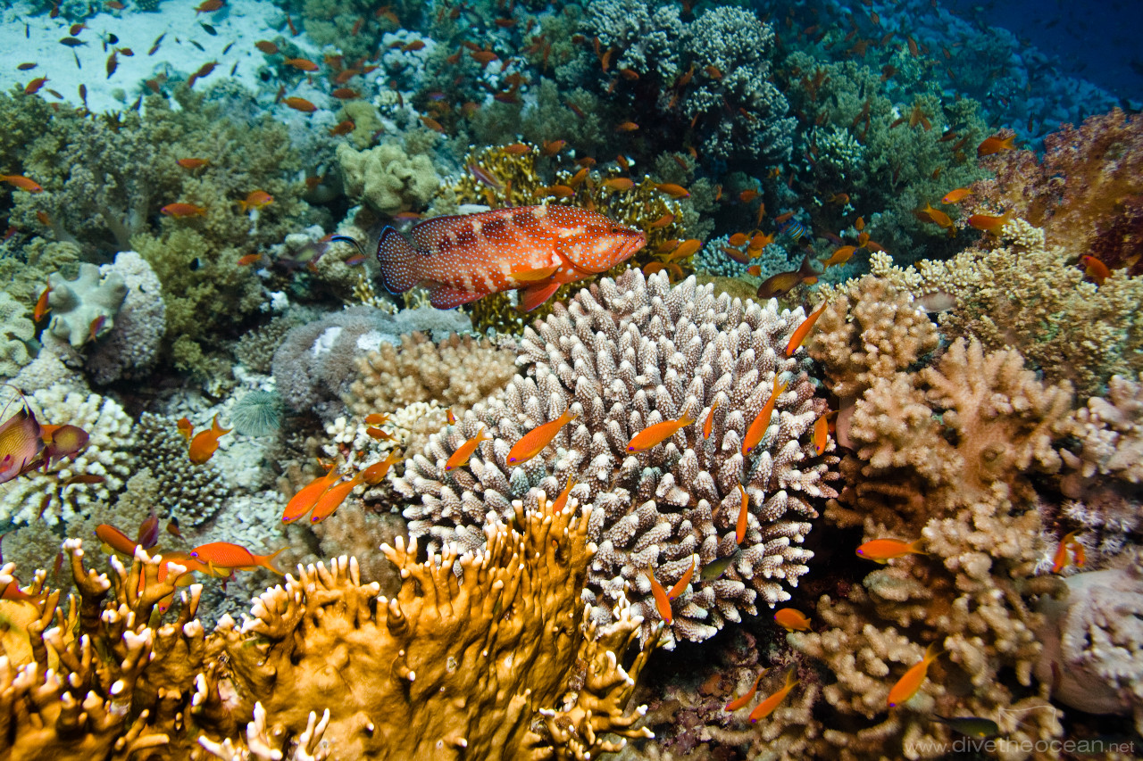 Coral grouper (Cephalopholis miniatus) on various coral