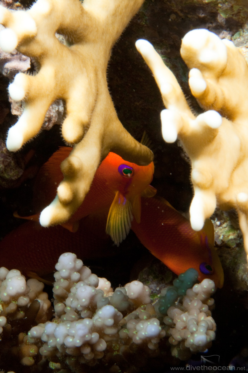Jewel fairy basslet (Pseudanthias squamipinnis)  behind fire coral