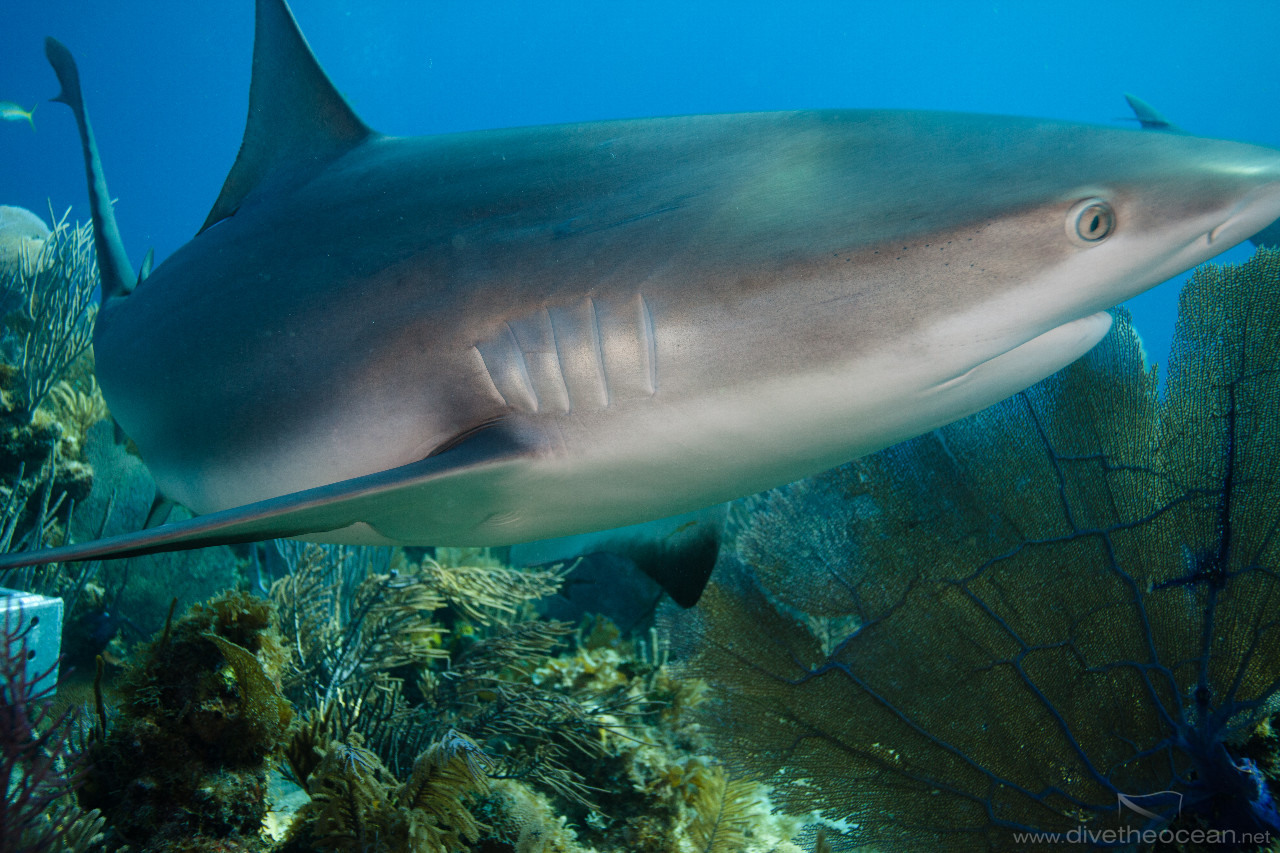 Caribbean Sharks (Carcharhinus perezii)