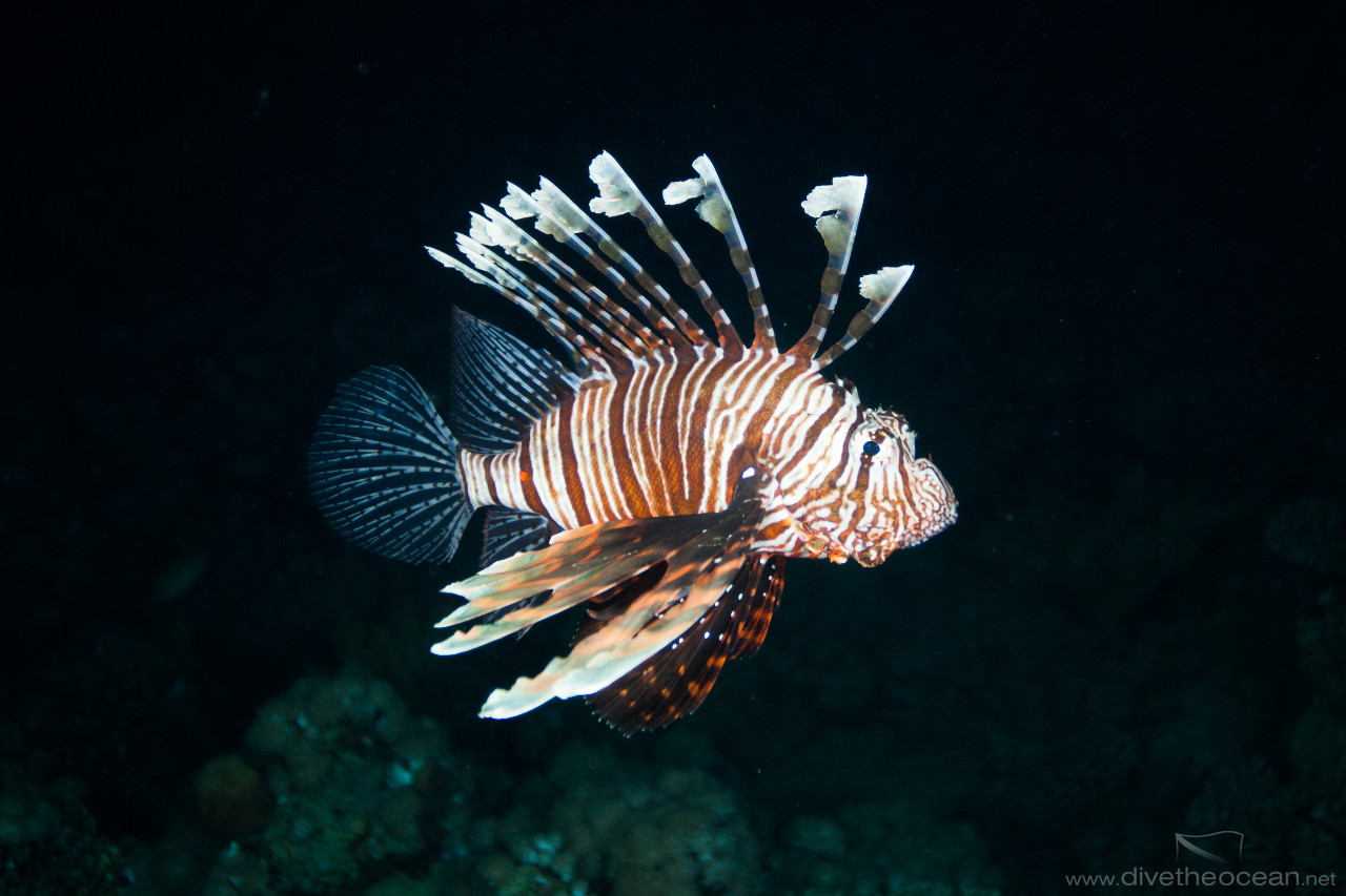 Night dive Lionfish