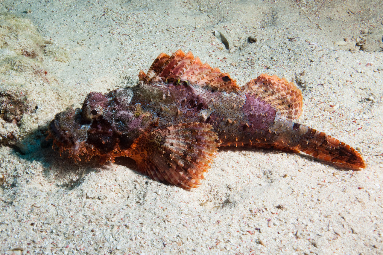 Flathead scorpionfish (Scorpaenopsis oxycephala)