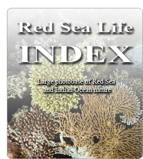 Red Sea Life Index - Large photobase of Red Sea and Indian Ocean nature