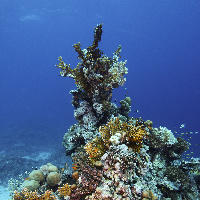Hard coral sculpture