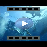 End of dive with silky sharks - Jardines de la Reina (CUBA)