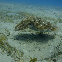 Hooded cuttlefish (Sepia prashadi)