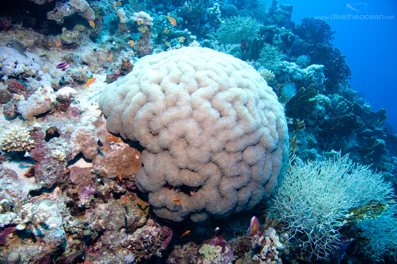 Buble coral (Plerogyra sinuosa)
