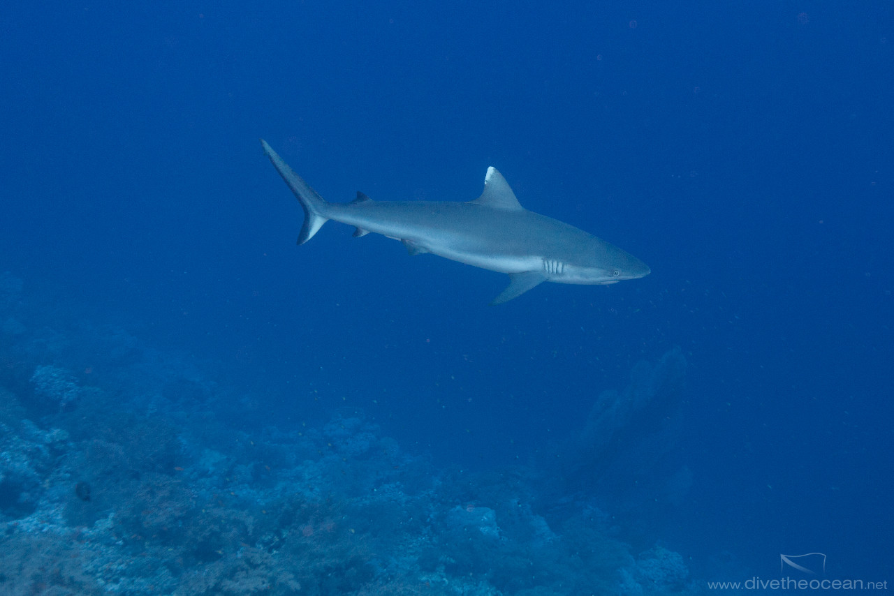 Grey reef shark (Carcharhinus amblyrhynchos)