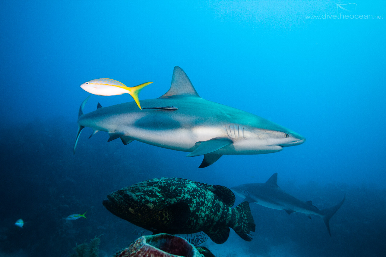 Caribbean Sharks (Carcharhinus perezii) and Grouper