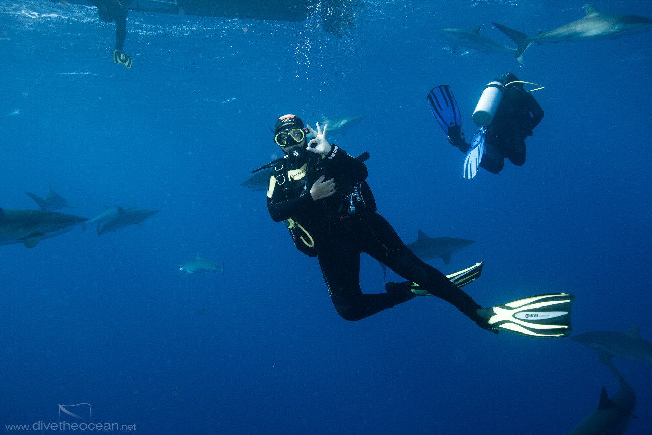 Diving with Silky Sharks