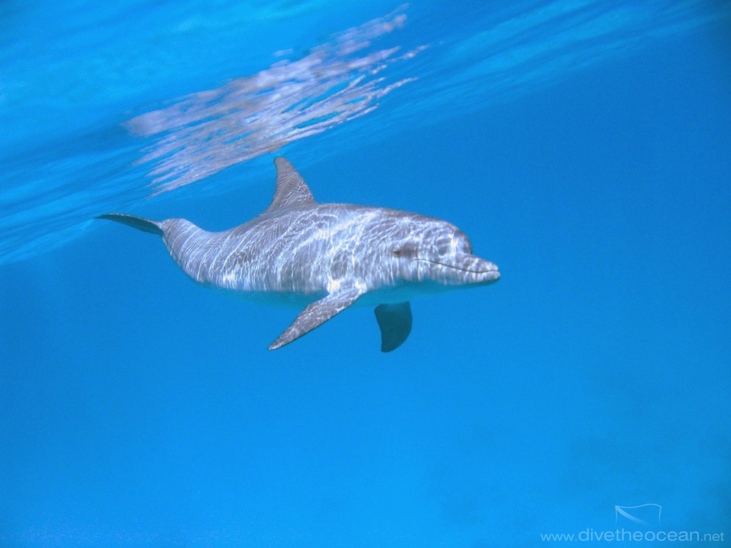 Bottlenose dolphin (Tursiops truncatus)