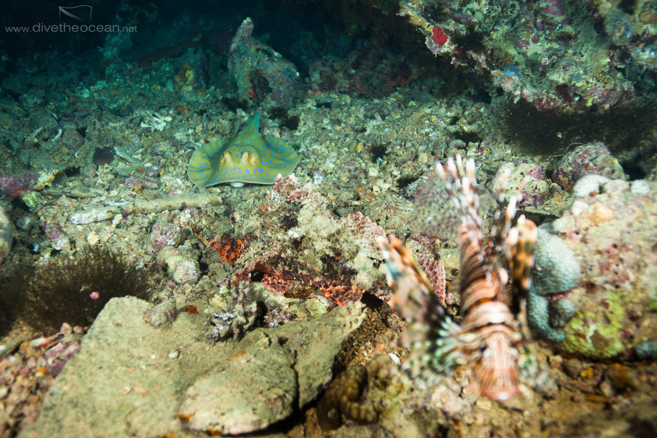 Flathead scorpionfish, Stingray and Lionfish on Thistlegorm wreck