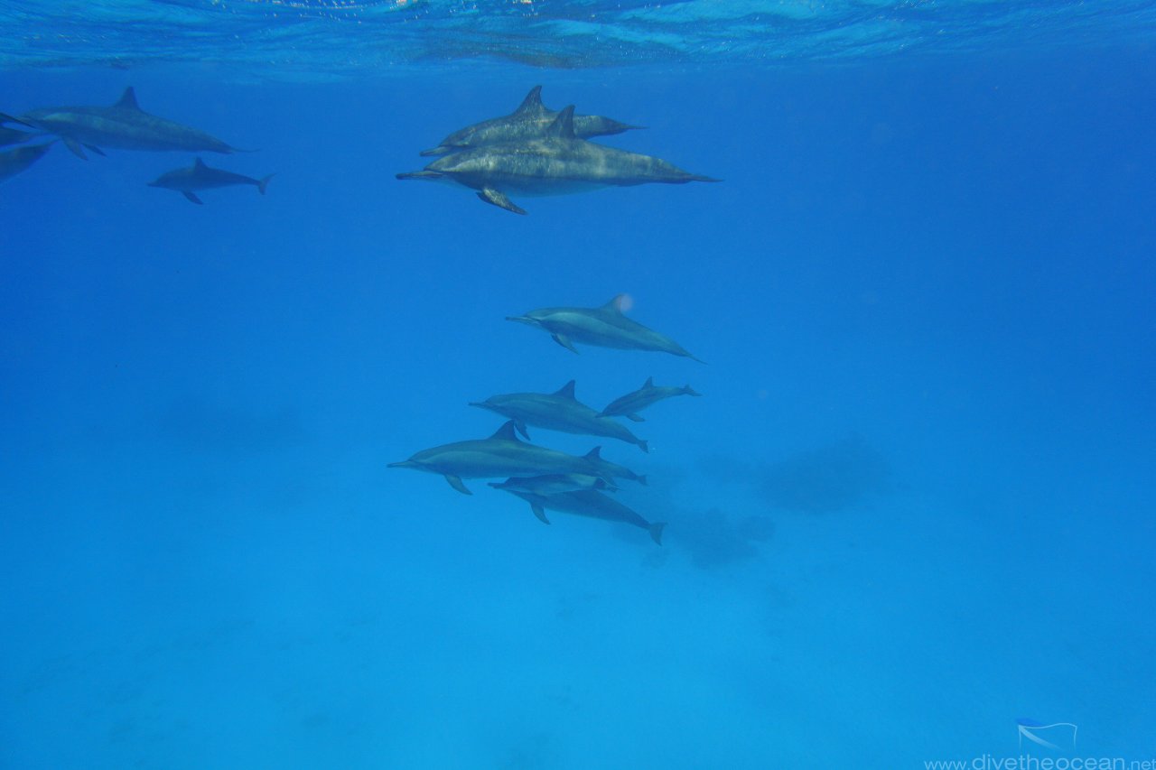 Dolphins again