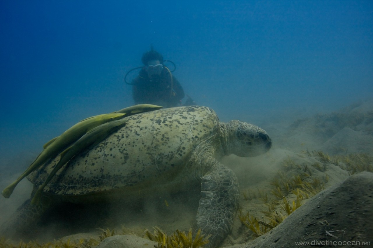 Green Turtle (Chelonia mydas) with remoras