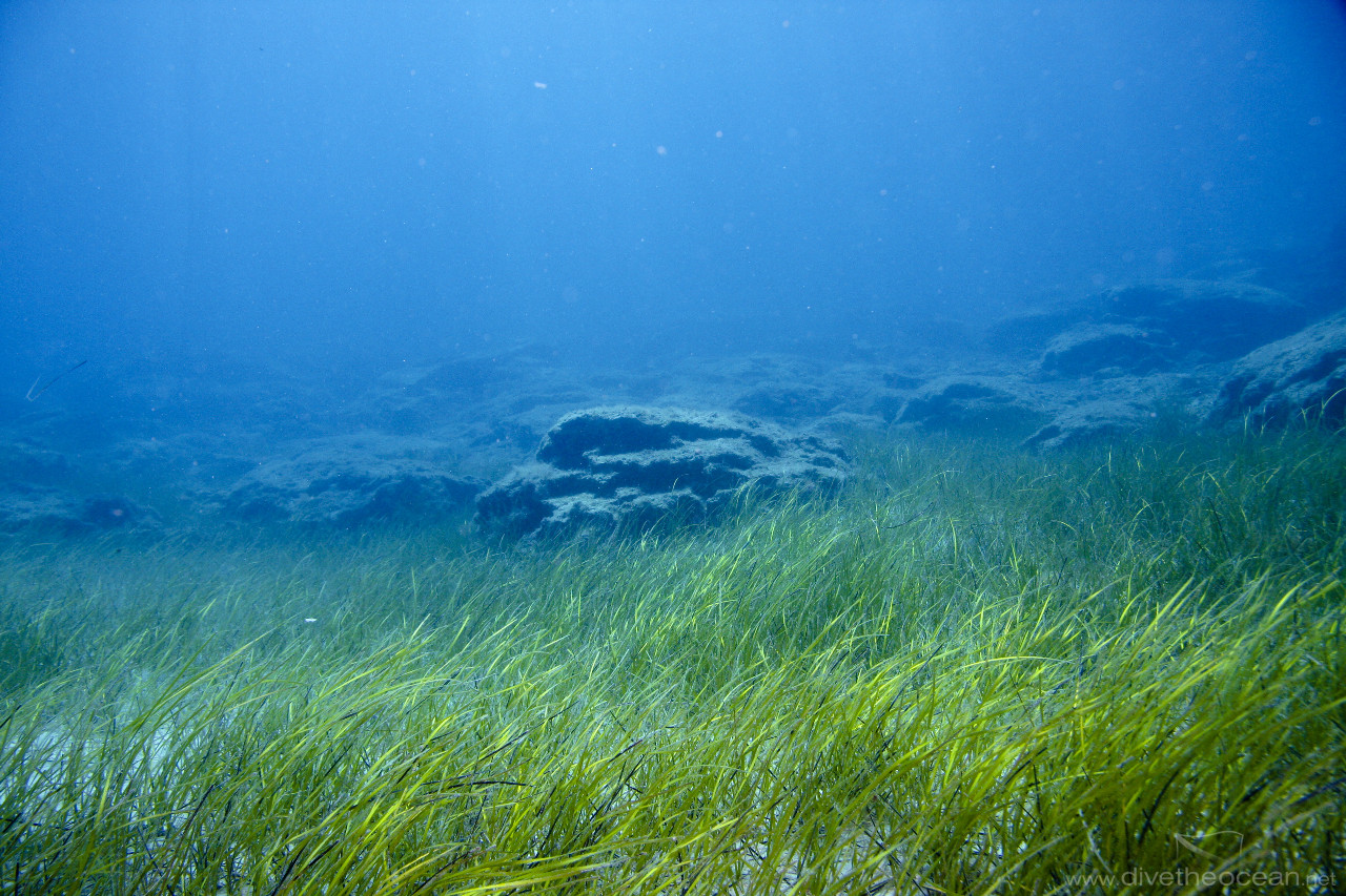 Sea Grass arround Cyprus