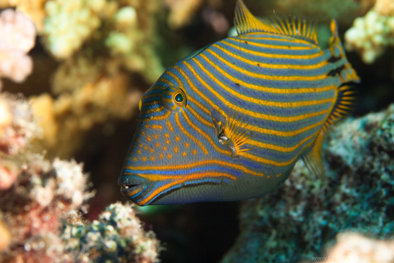 Orange-striped triggerfish (Balistapus undulatus)