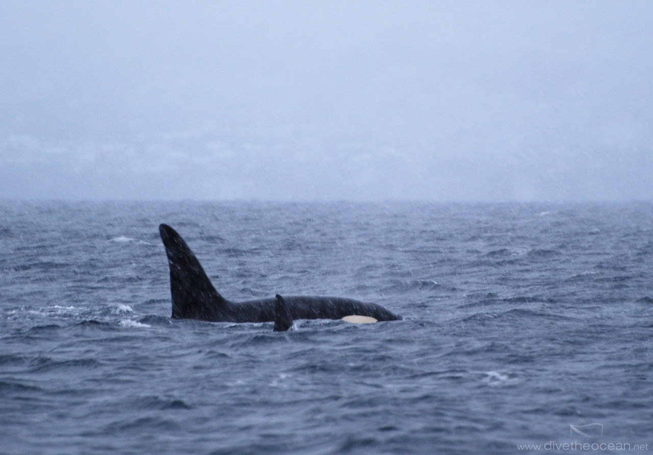 Orcas in Vestfjord, Lofoten, Norway