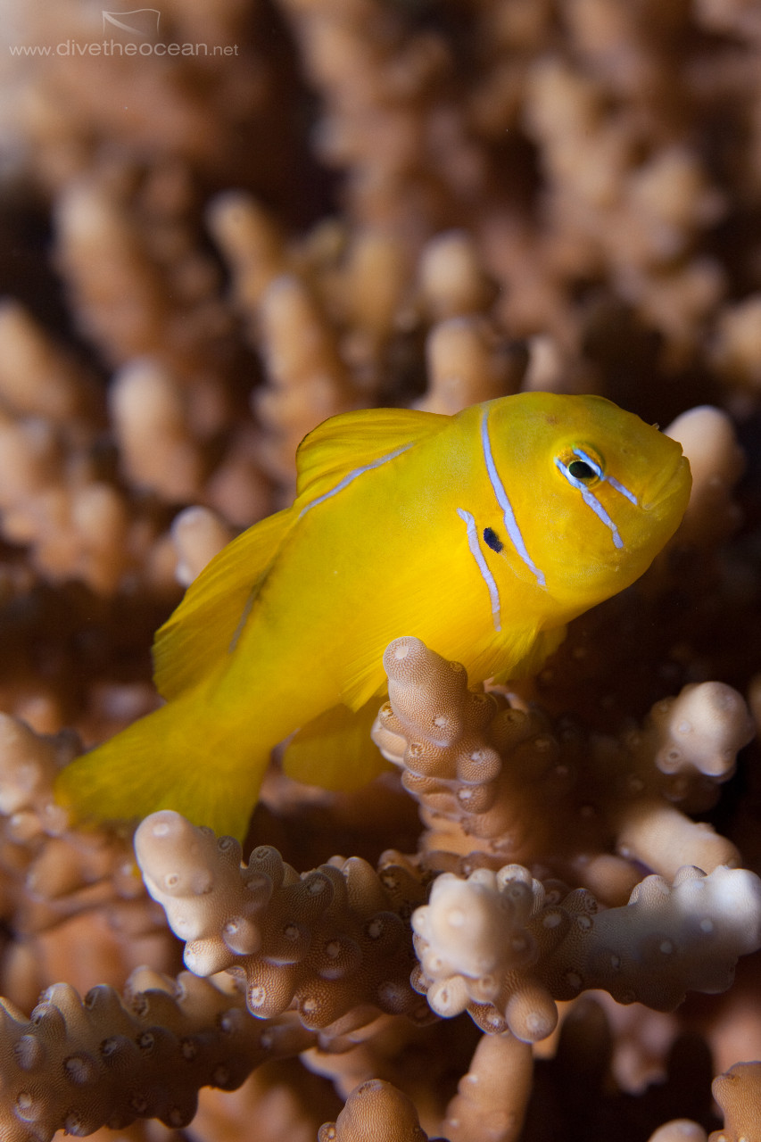 Lemon coral goby (Gobiodon citrinus)