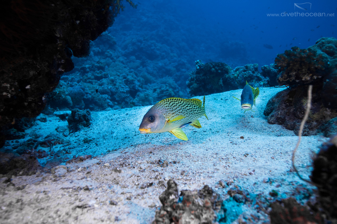 Blackspotted sweetlips (Plectorhinchus gaterinus)