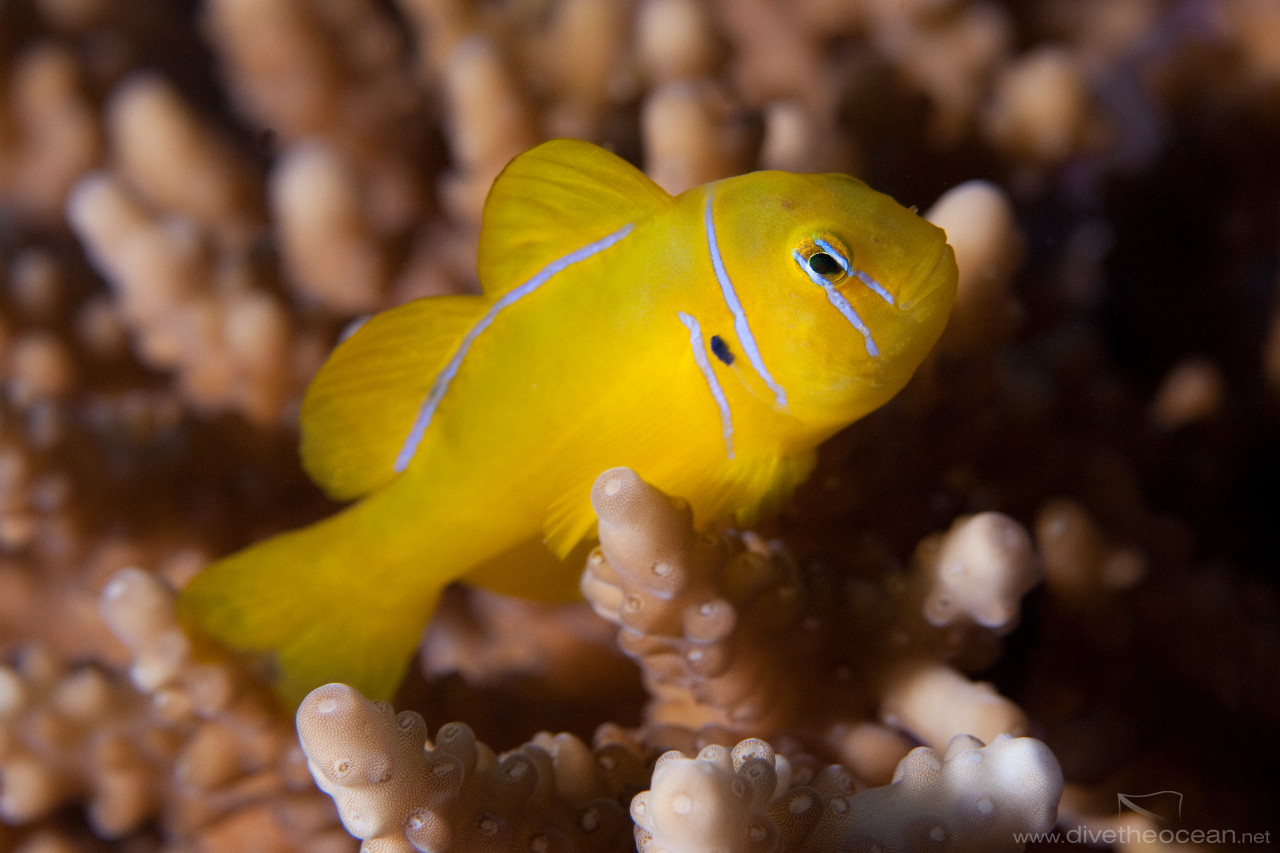 Lemon coral goby (Gobiodon citrinus)