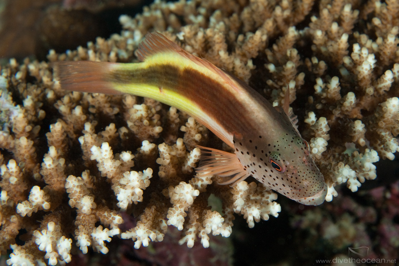 Forster's hawkfish (Paracirrhites forsteri)