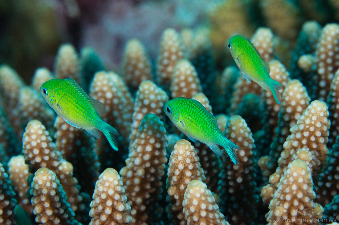 Bluegreen puller (Chromis viridis)