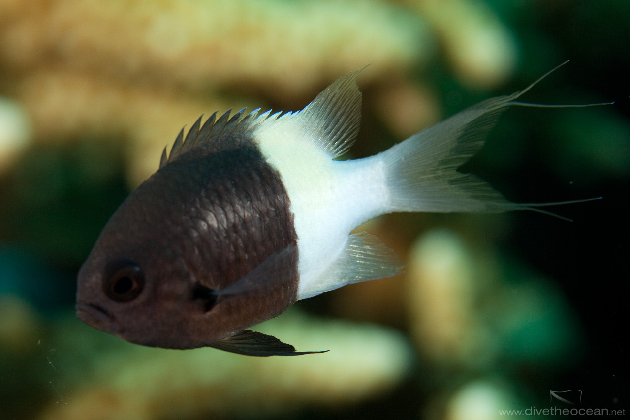 Bicolor puller (Chromis dimidiata)