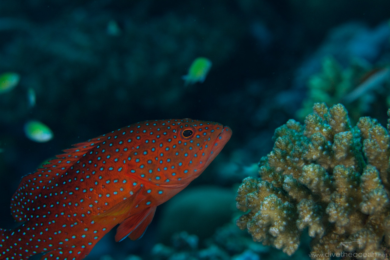 Coral grouper (Cephalopholis miniatus)