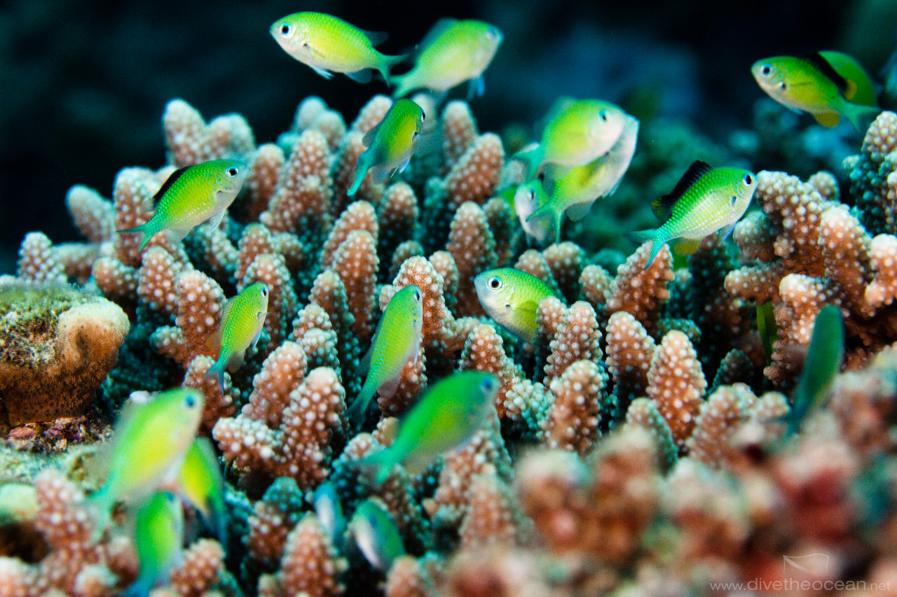 Bluegreen puller (Chromis viridis)