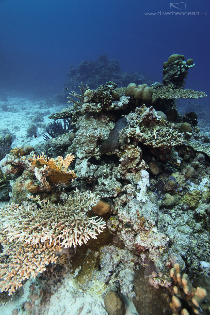 Hard coral landscape with Giant Moray (Gymnothorax javanicus)