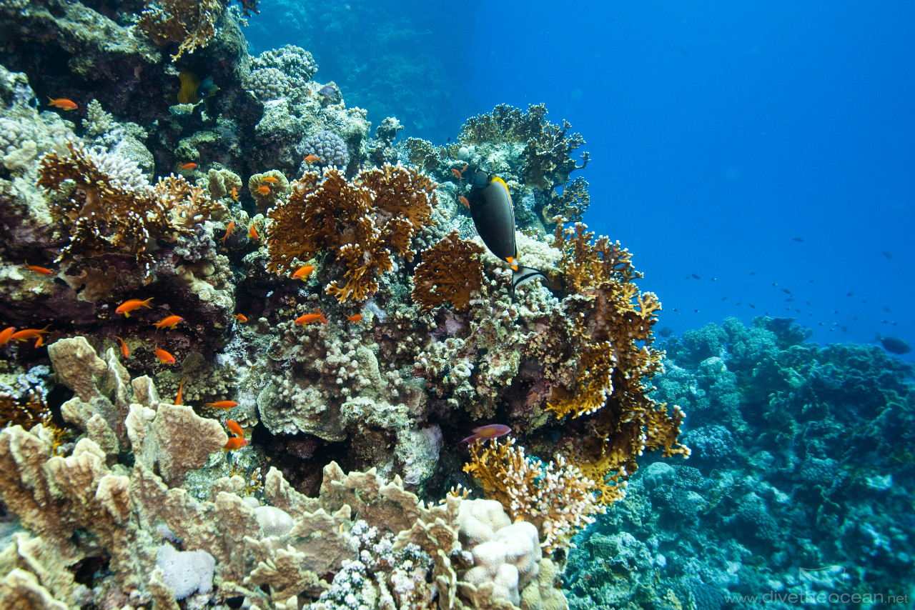 Fire coral garden with Orangespine unicornfish (Naso elegans)