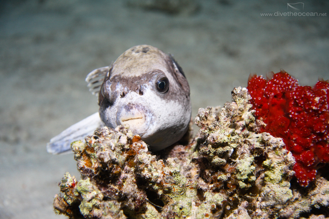 Masked puffer (Arothron diadematus)