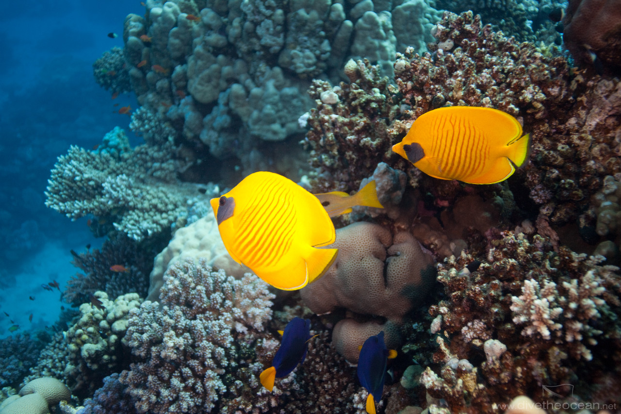 Masked butterflyfish (Chaetodon semilarvatus)