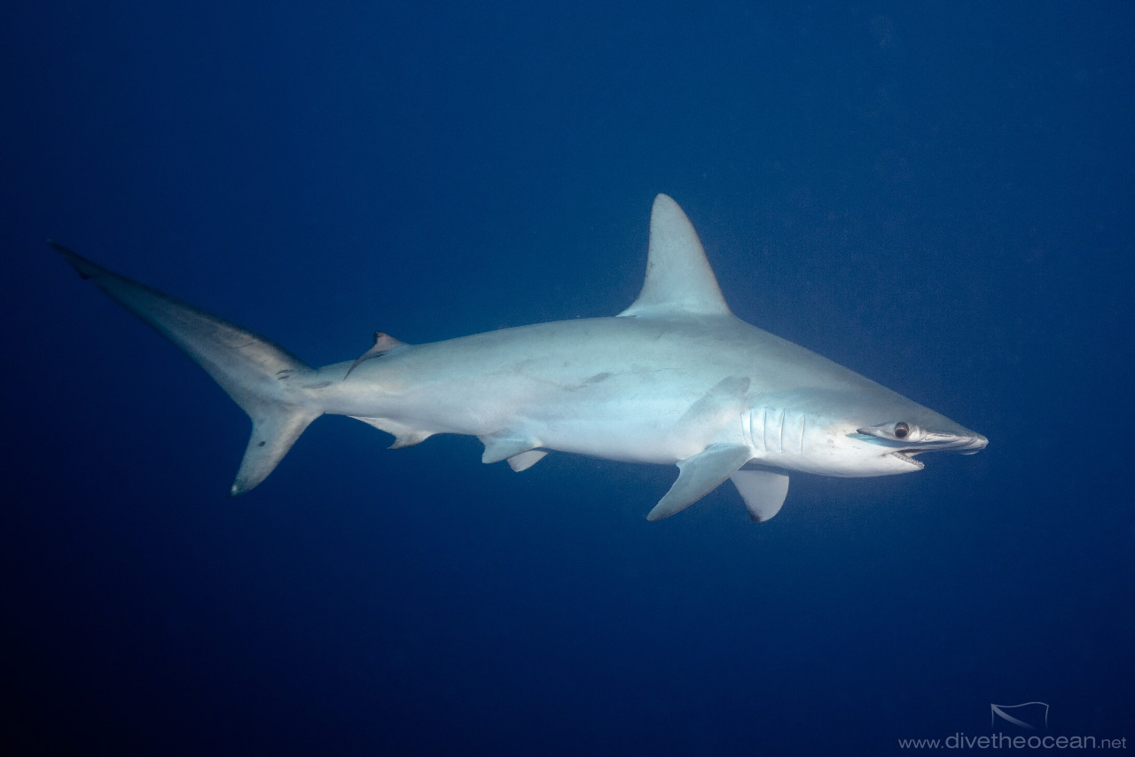 Hammerhead Shark (Sphyrna lewini)