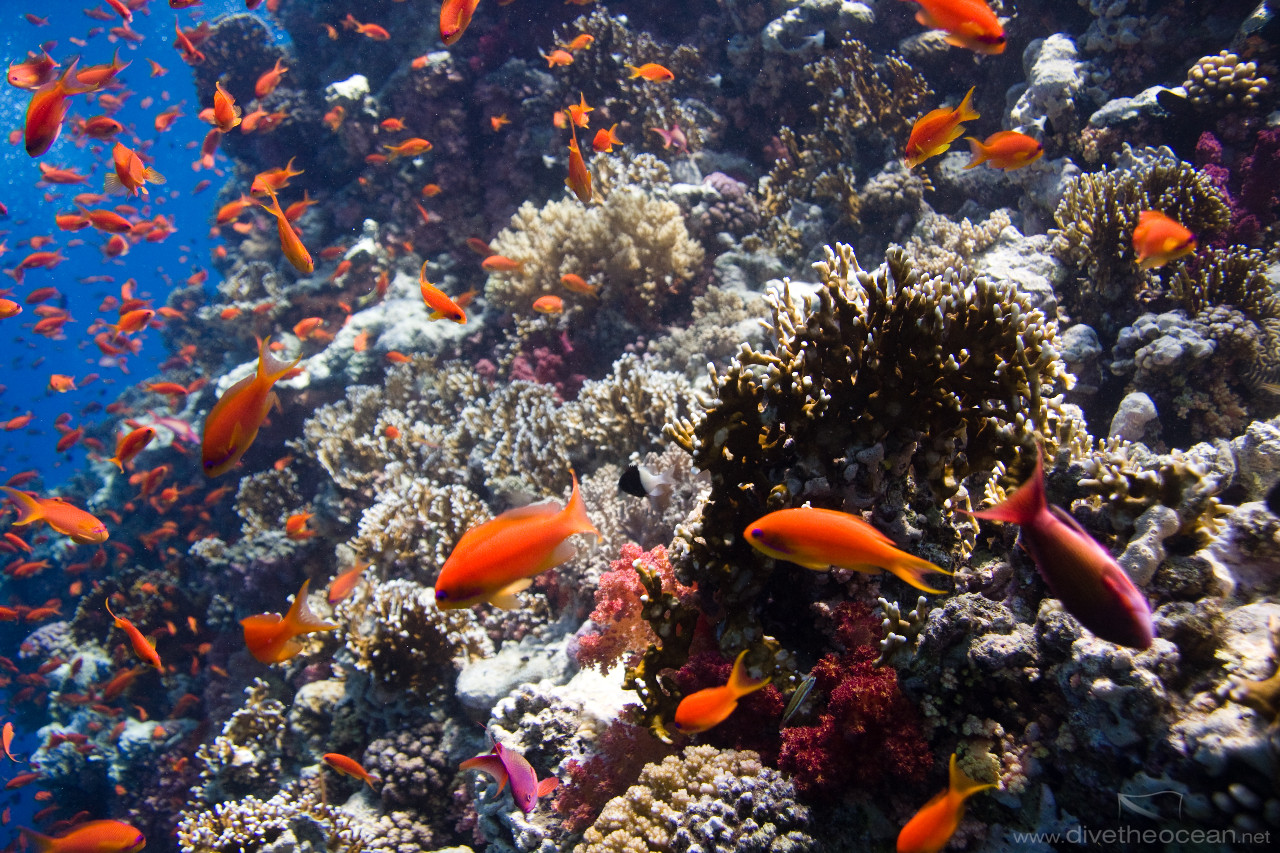 Clouds of Jewel fairy basslets (Pseudanthias squamipinnis)