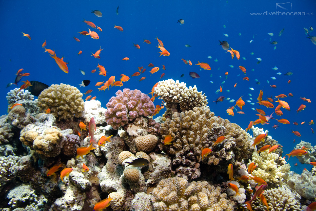 Jewel fairy basslet (Pseudanthias squamipinnis) & hard corals