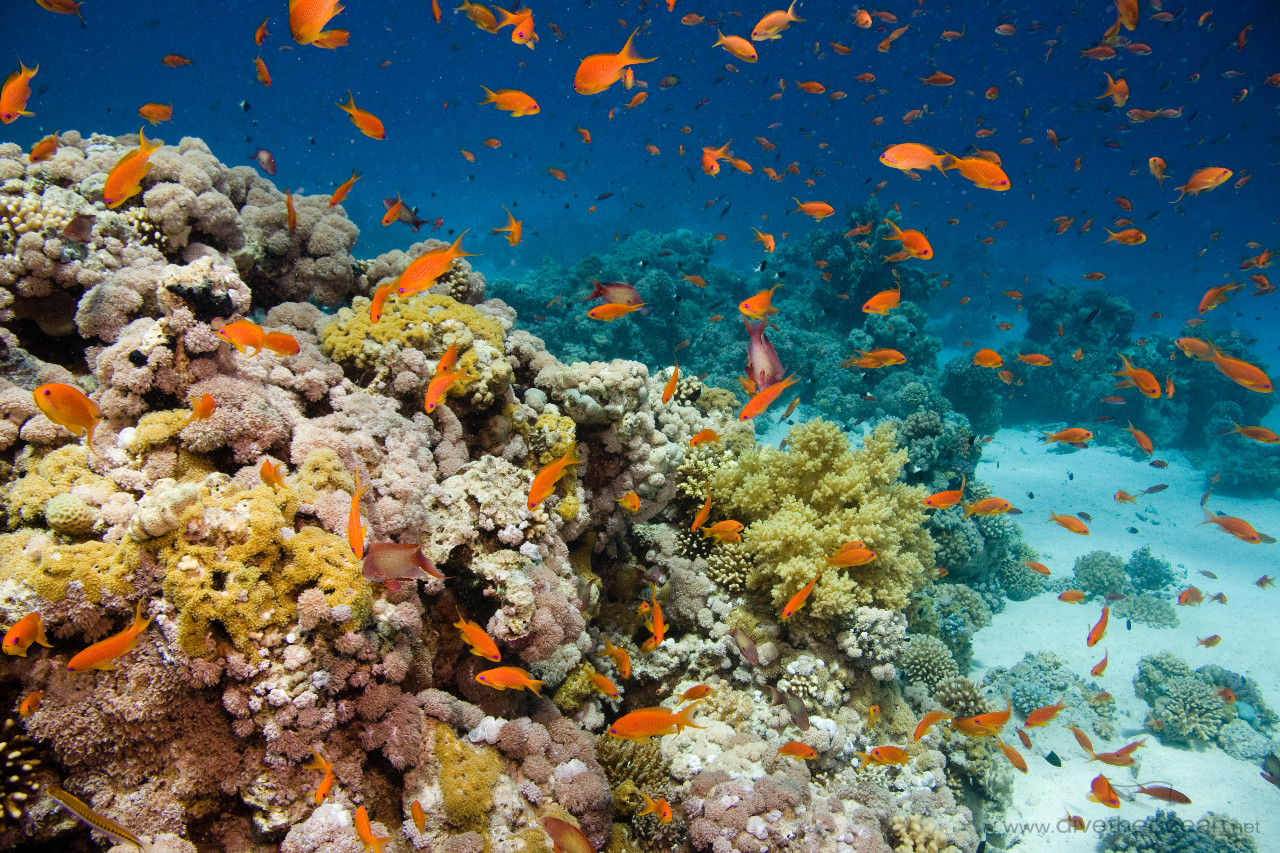 Clouds of Jewel fairy basslets (Pseudanthias squamipinnis)