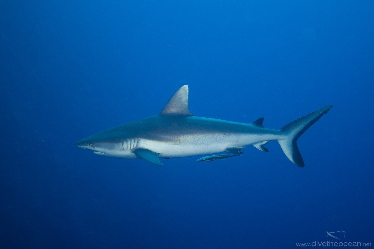 Grey Reef Shark