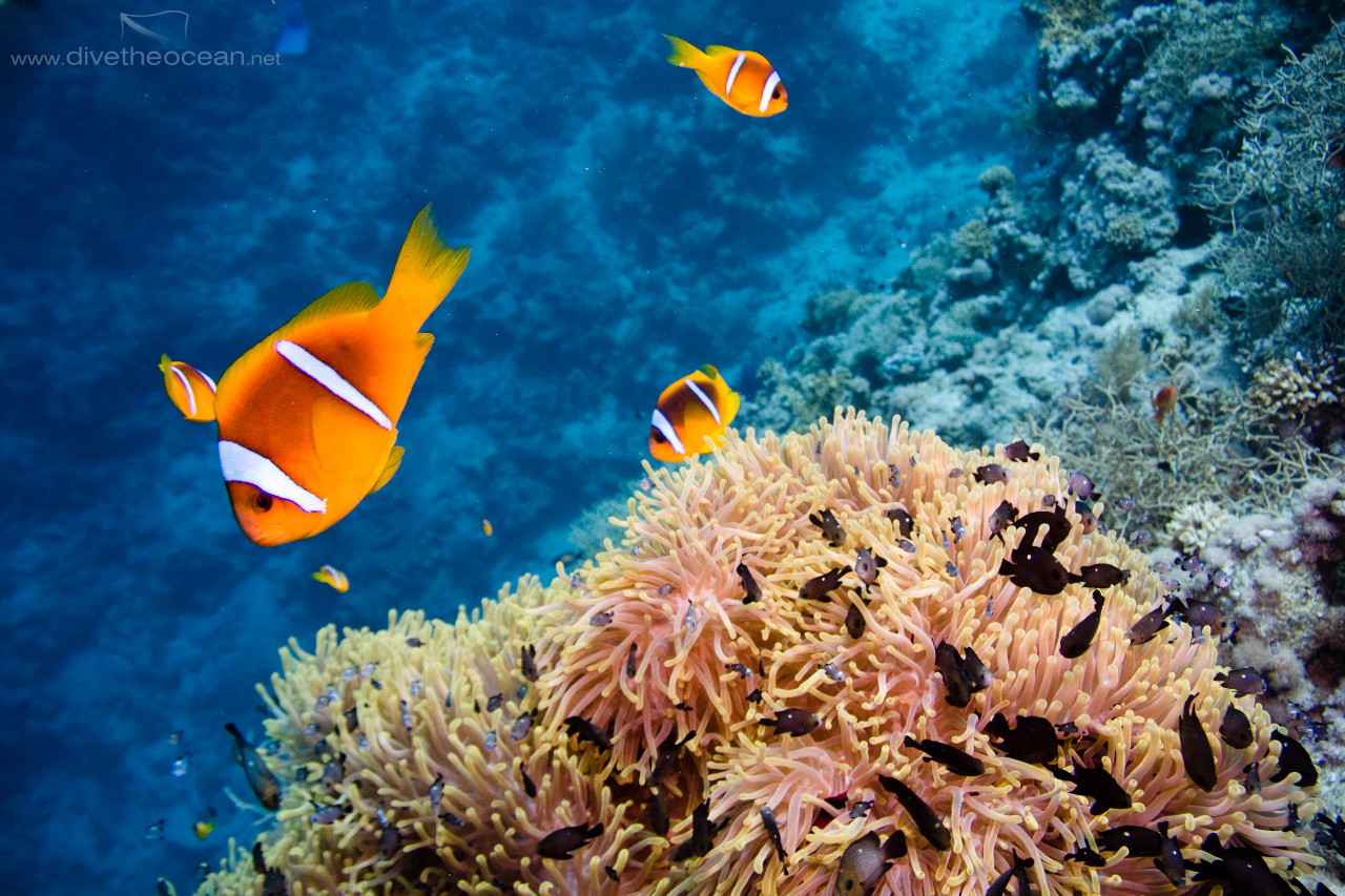 Anemone, Red Sea anemonefish (Amphiprion bicinctus) & Three-spot damsel (Dascyllus trimaculatus)