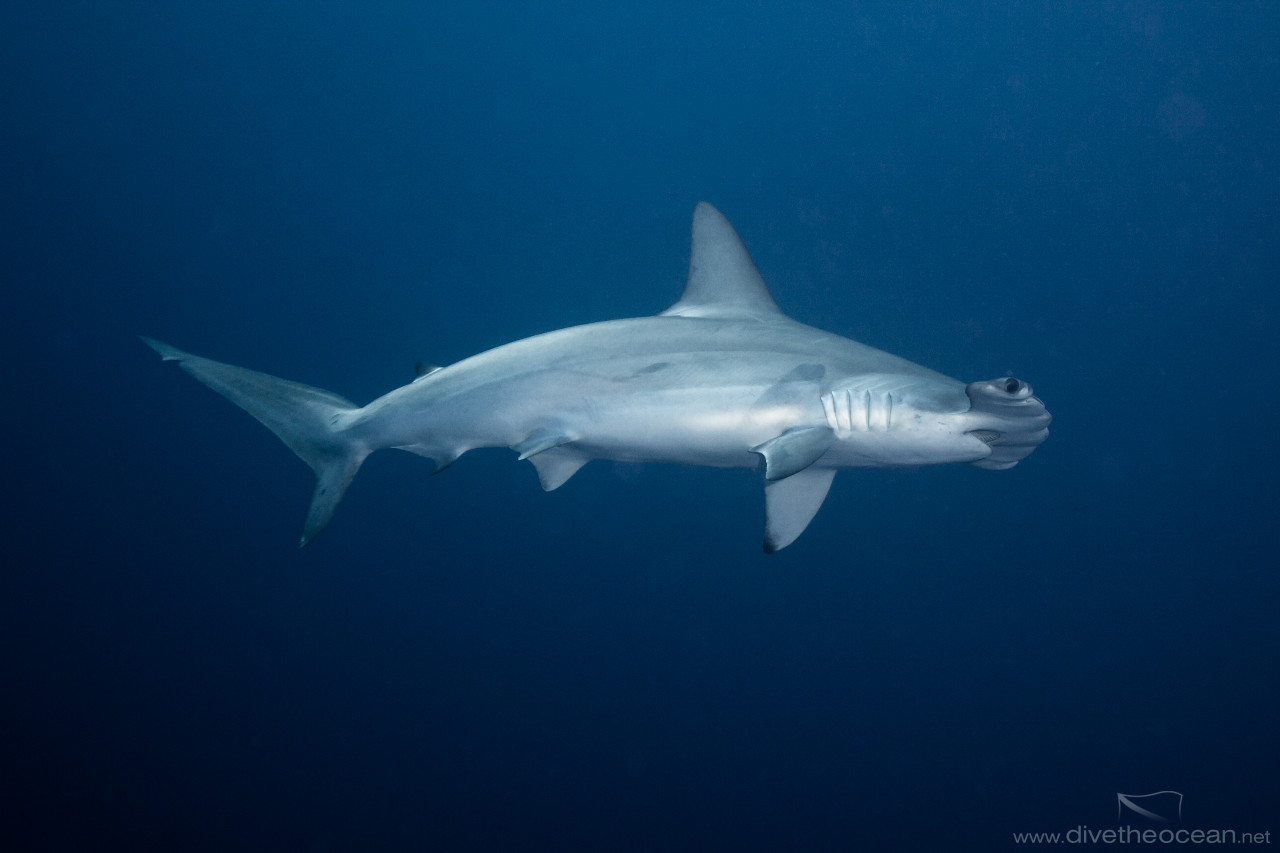 Hmmerhead Shark