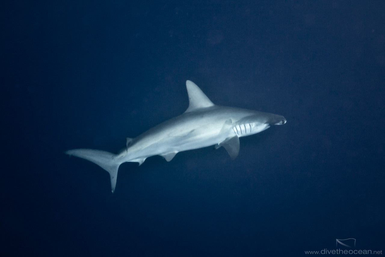 Hammerhead Shark (Sphyrna lewini)