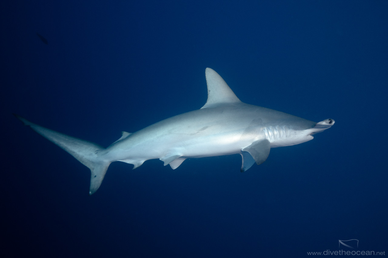 Hammerhead Shark