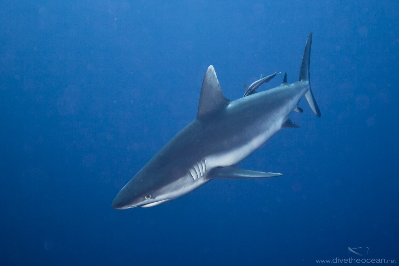 Grey Reef Shark