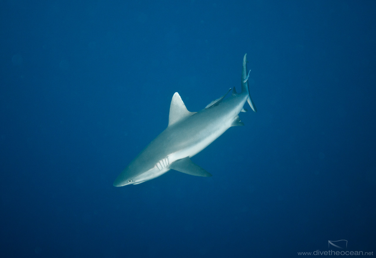 Grey Reef Shark