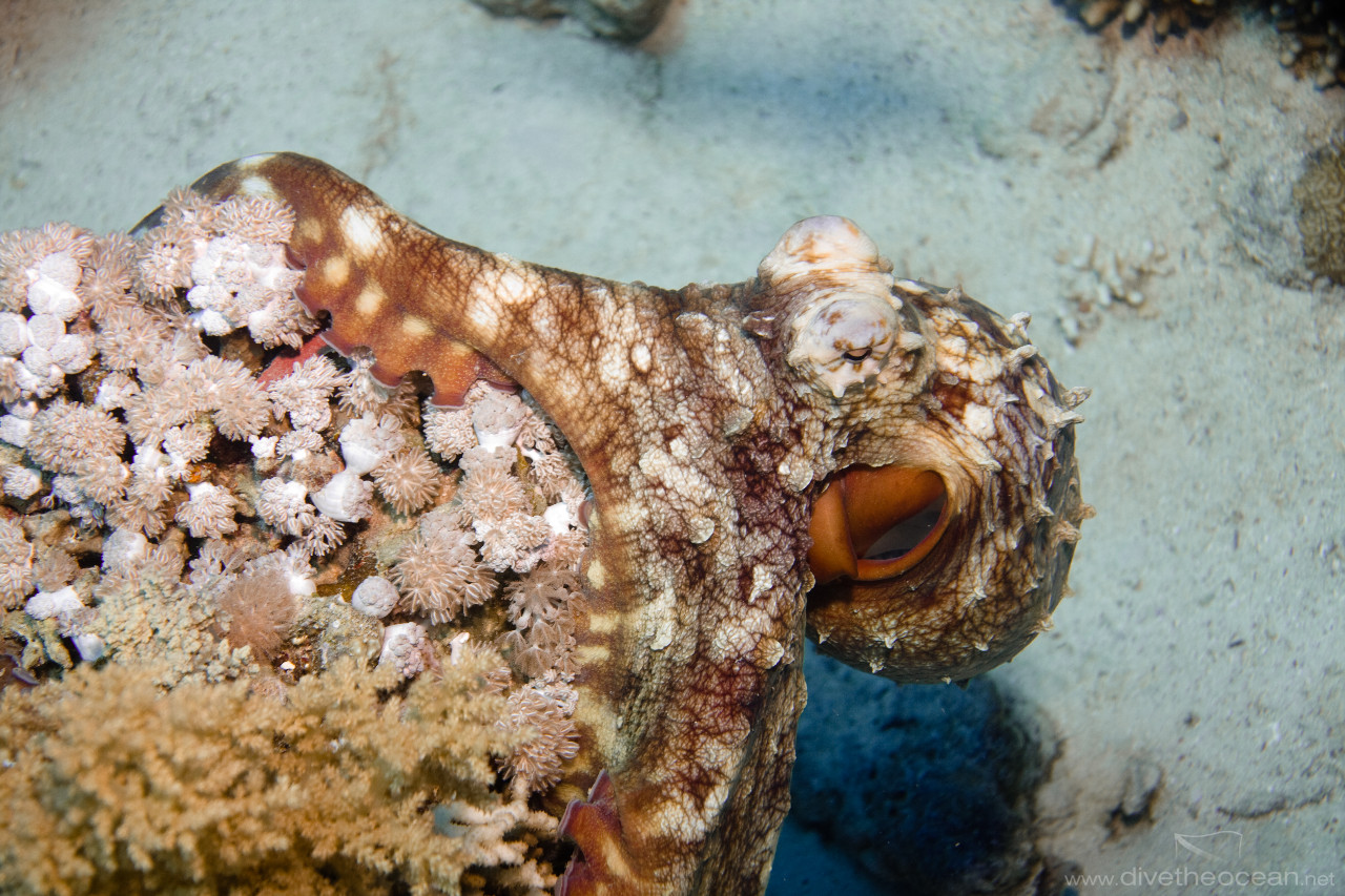 Big red octopus occupying a coral