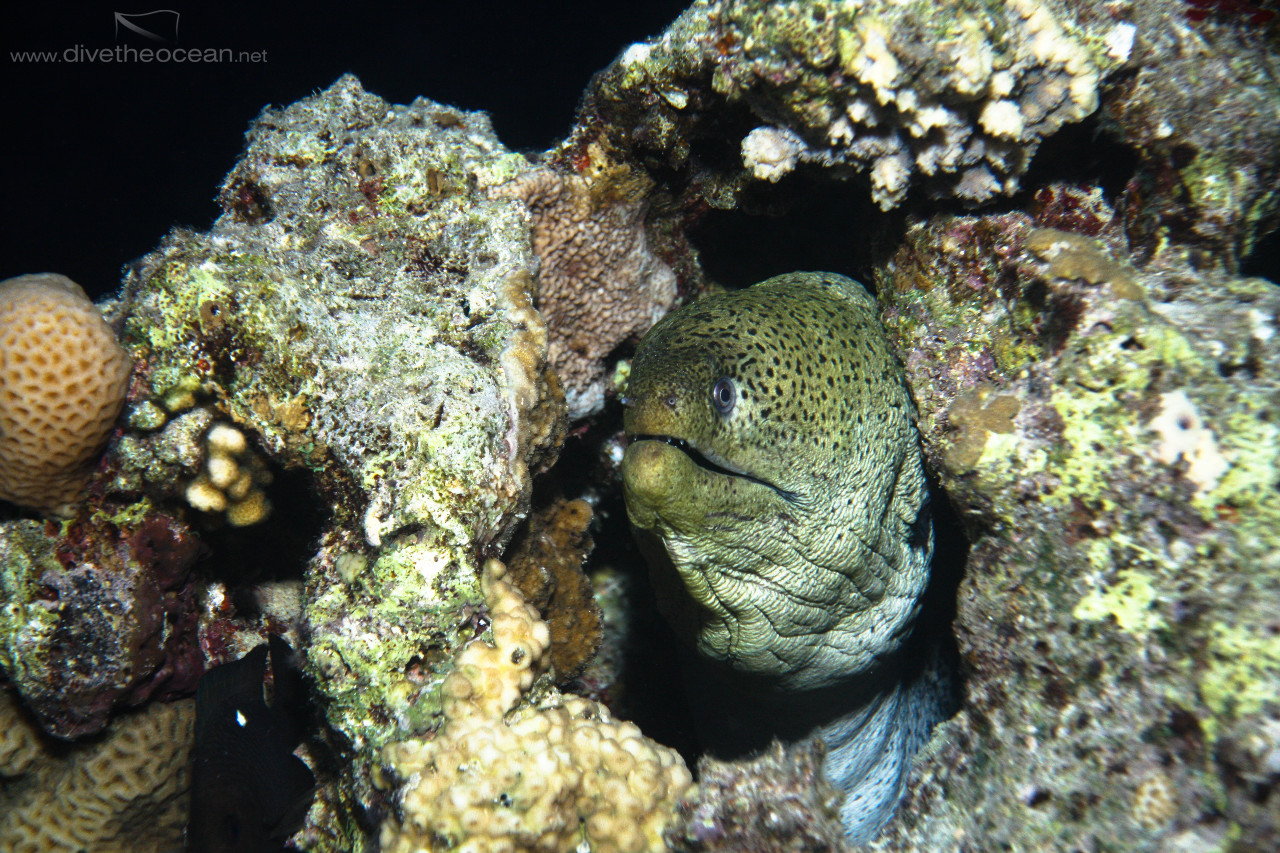 Giant Moray (Gymnothorax javanicus) in the night