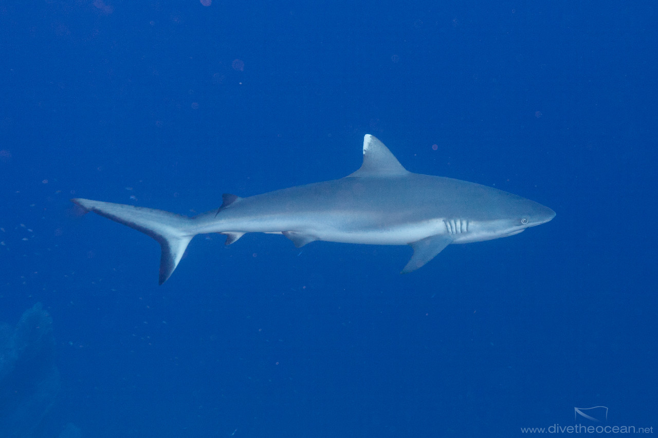 Grey reef shark (Carcharhinus amblyrhynchos)