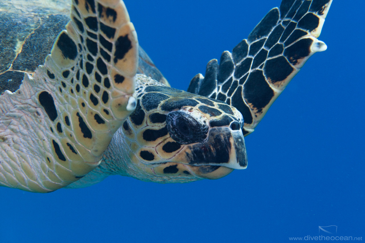 Hawksbill sea turtle (Eretmochelys imbricata)