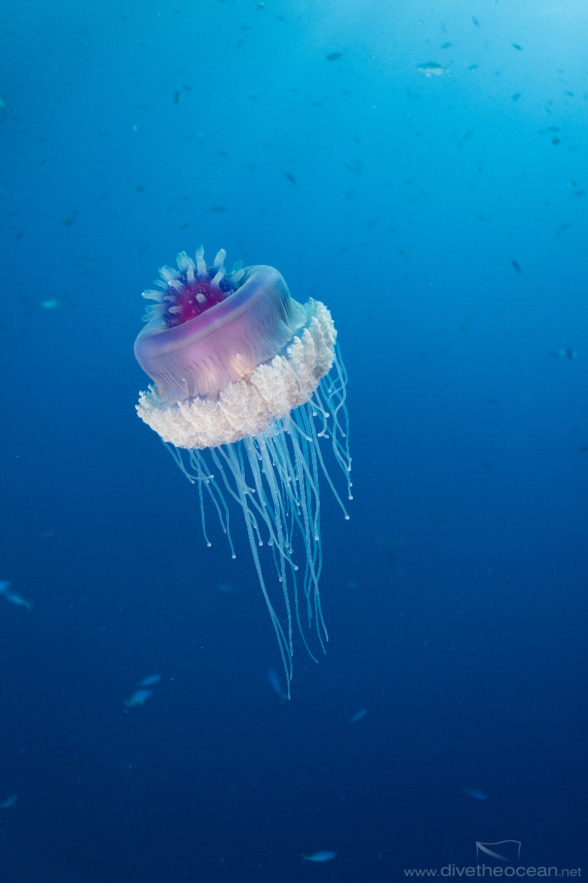 Cauliflower jellyfish (Cephea cephea)