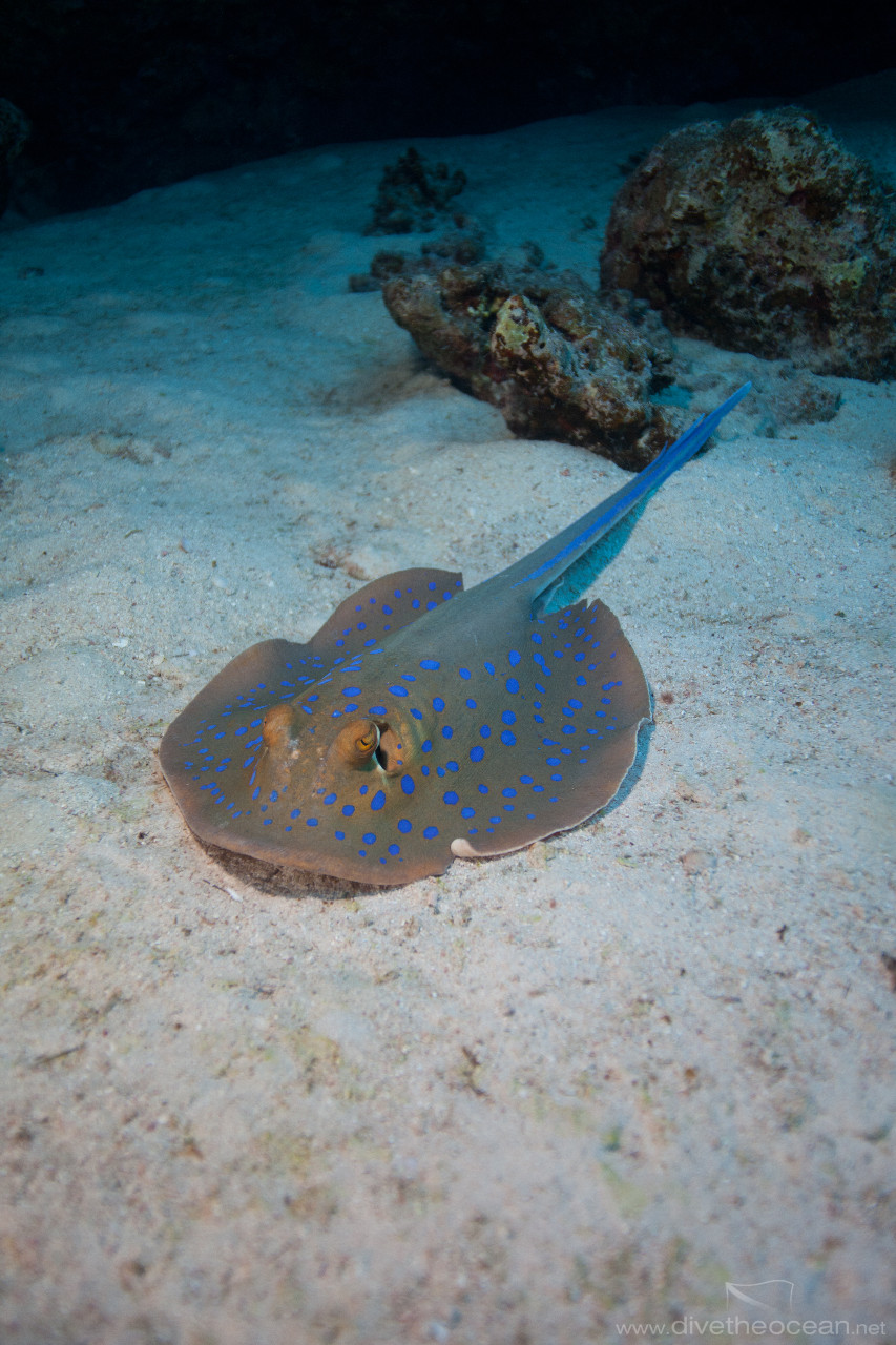 Bluespotted stingray (Taeniura lymma)